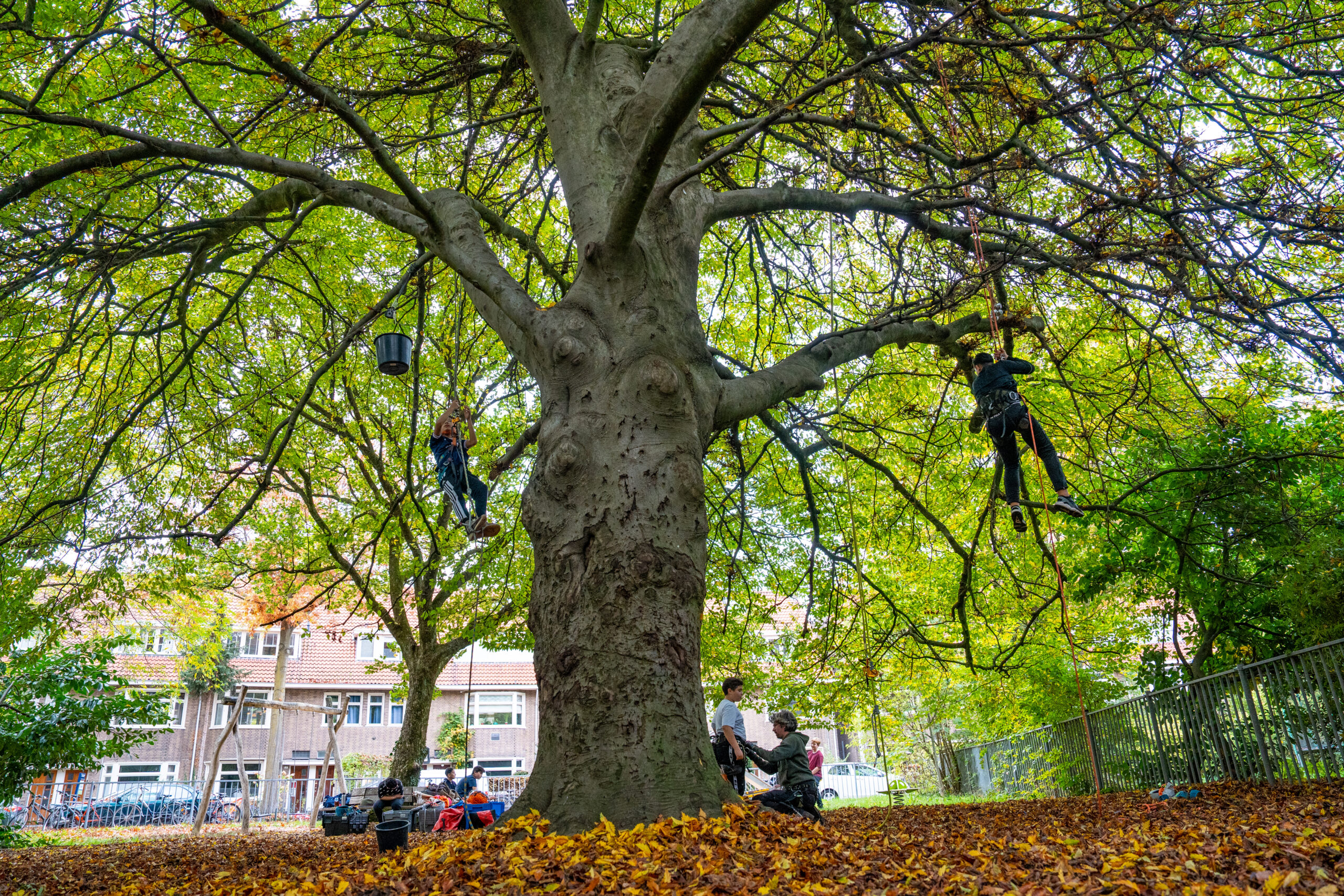 Foto's Erik Vos, Klimworkshop Stadsboswachter, bomen Beleven provincie Gelderland